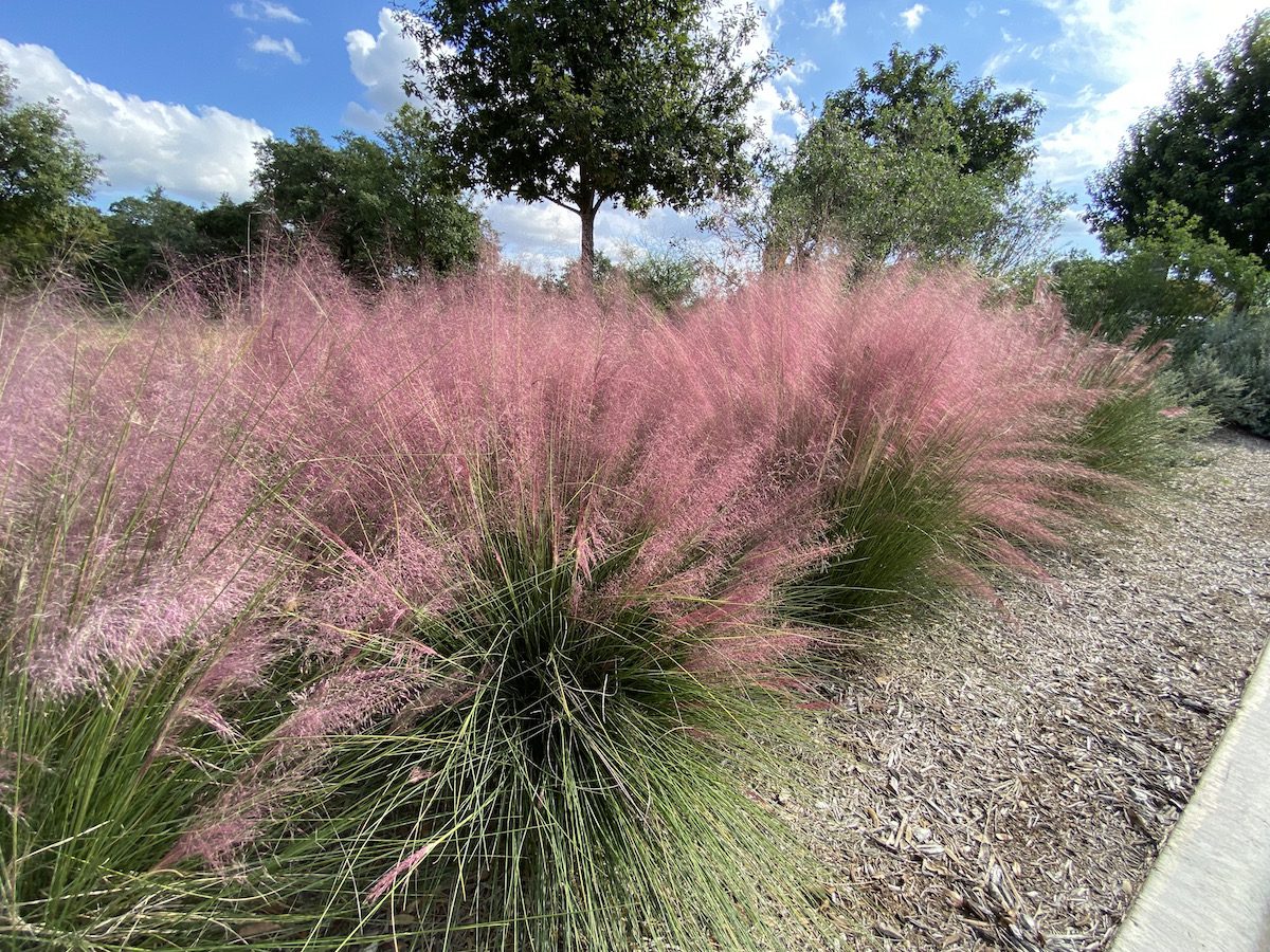 5 Ornamental Grasses for San Antonio Texas Landscapes