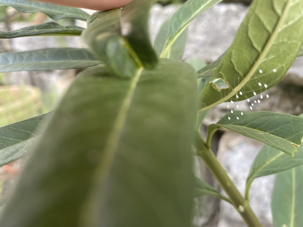 Lacewings are usually found hanging on undersides of leaves.