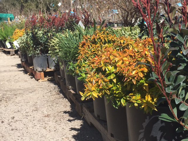 shrubs Shrubs at Rainbow Gardens