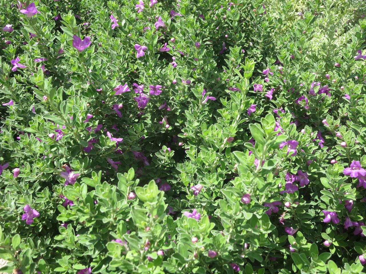 texas sage (cenizo): many varieties of a native, hardy shrub