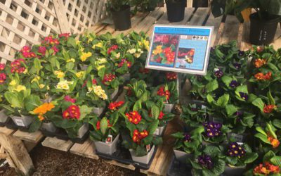 Primrose Packs a Punch of Winter Color!