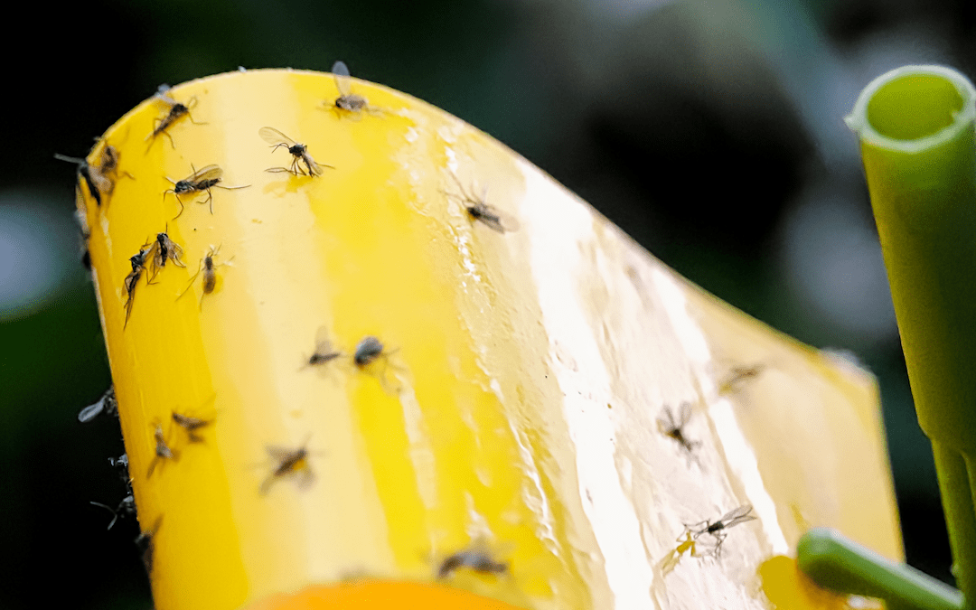 Gnats: There’s a Fungus Among Us!