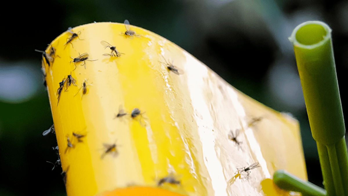 Fungus Gnats: How to Get Rid of Fungus Gnats in Houseplants