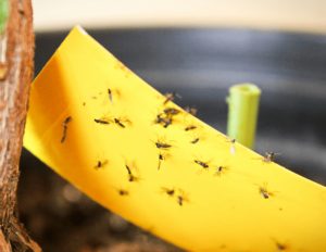Fungus gnats are problems on overwatered plants.