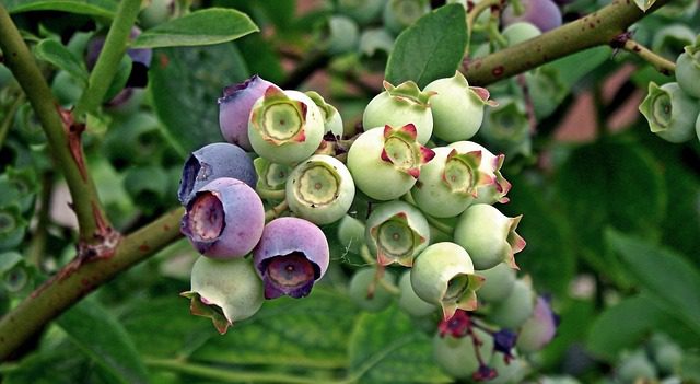 Blueberries on a bush.