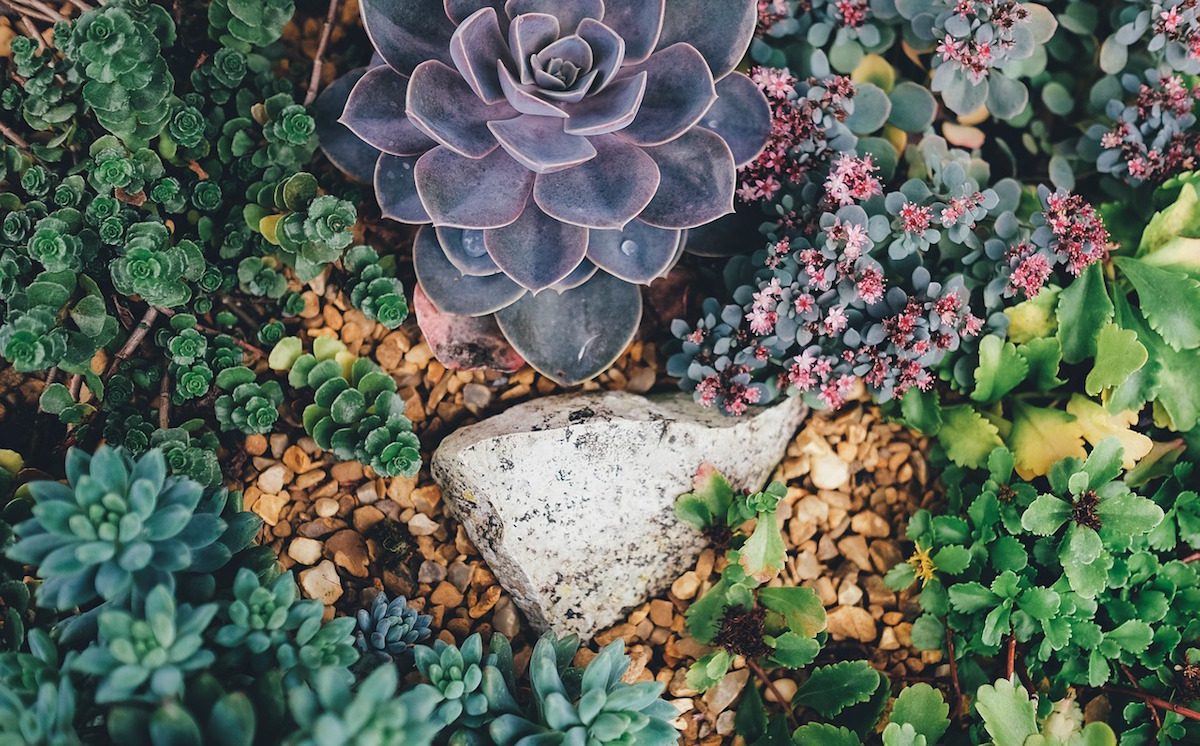succulent rug Floral Area Rug