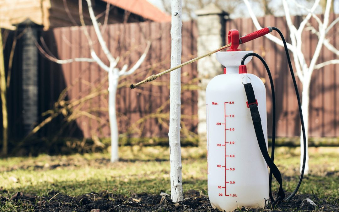 Time for Horticultural & Dormant Oil to Prevent Scale