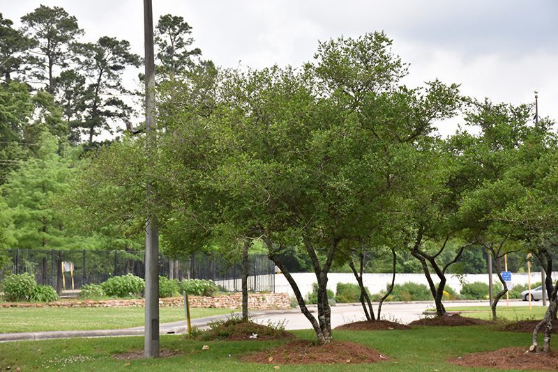 Holly trees in a row.