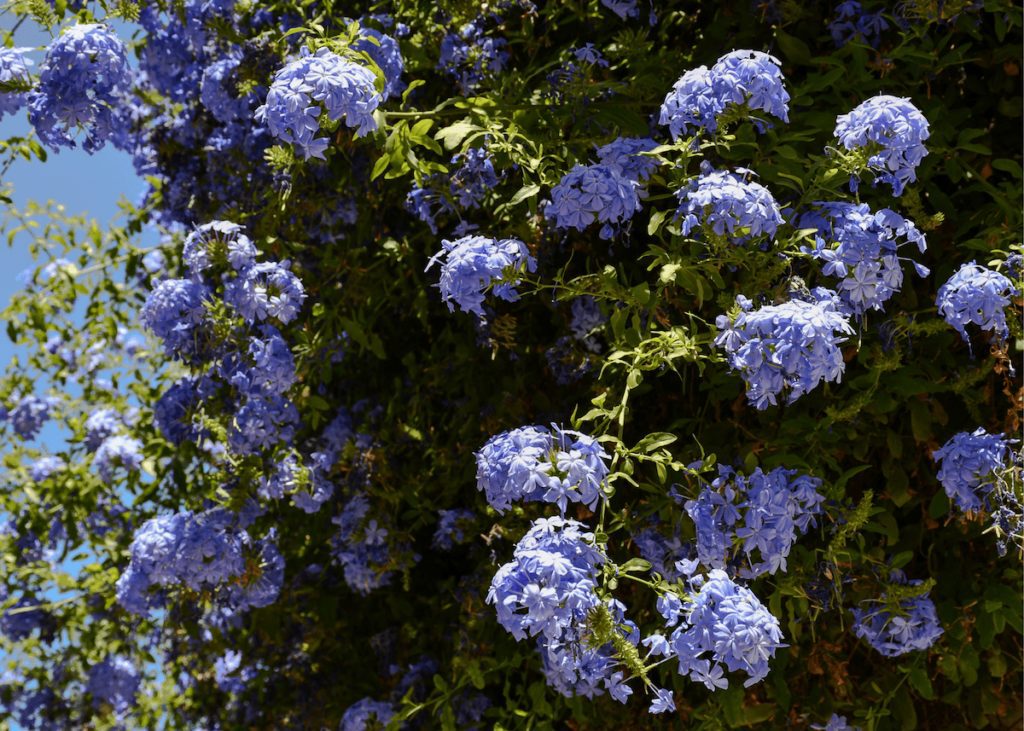 Plumbago perennials in bloom.