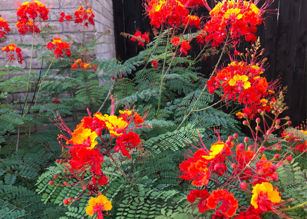 Pride of Barbados is a perennial