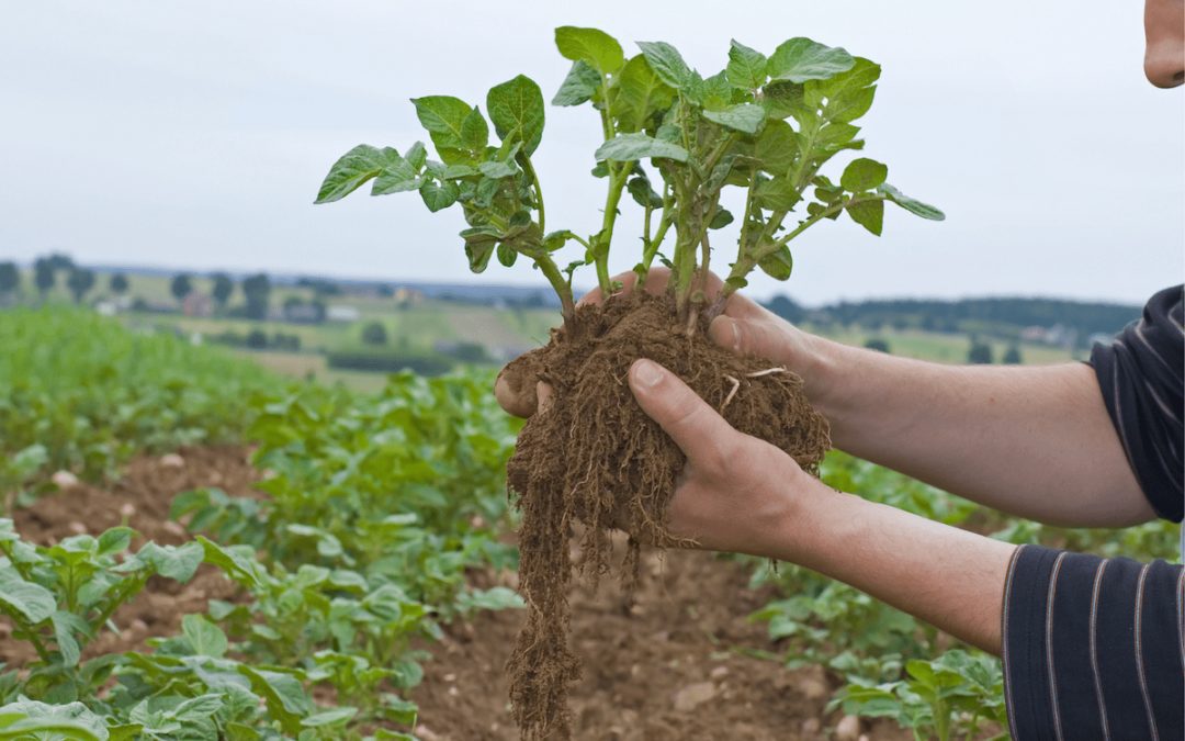 How to Grow Potatoes in San Antonio, Texas