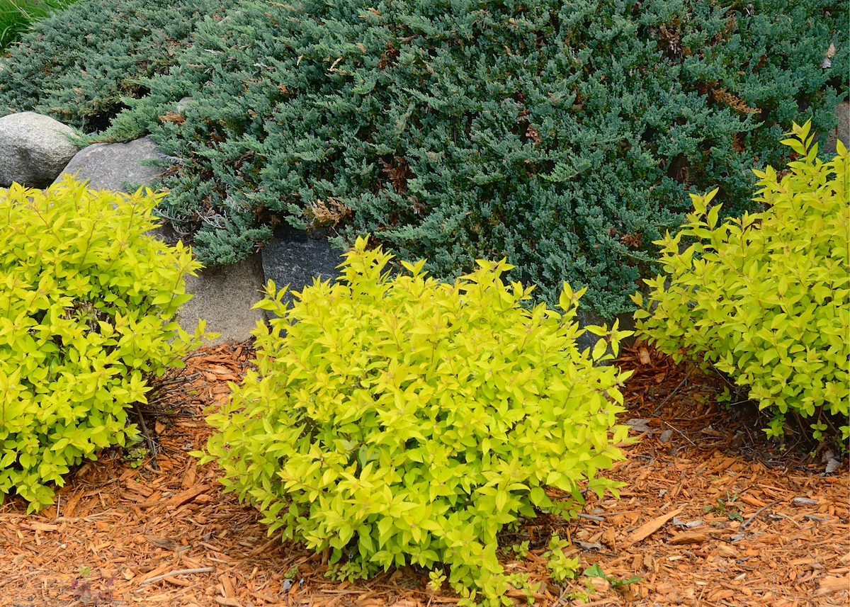 Landscaping shrubs store