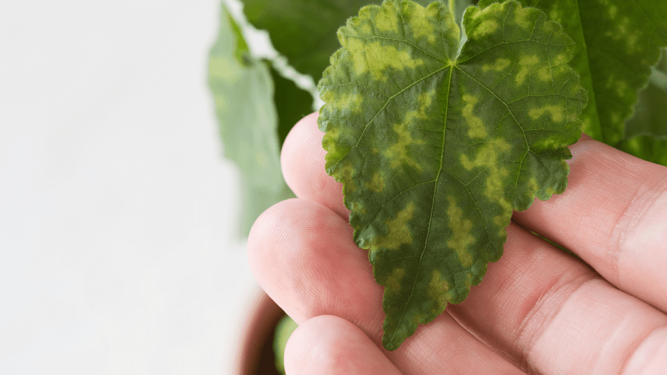 Chlorosis nutrient deficiency