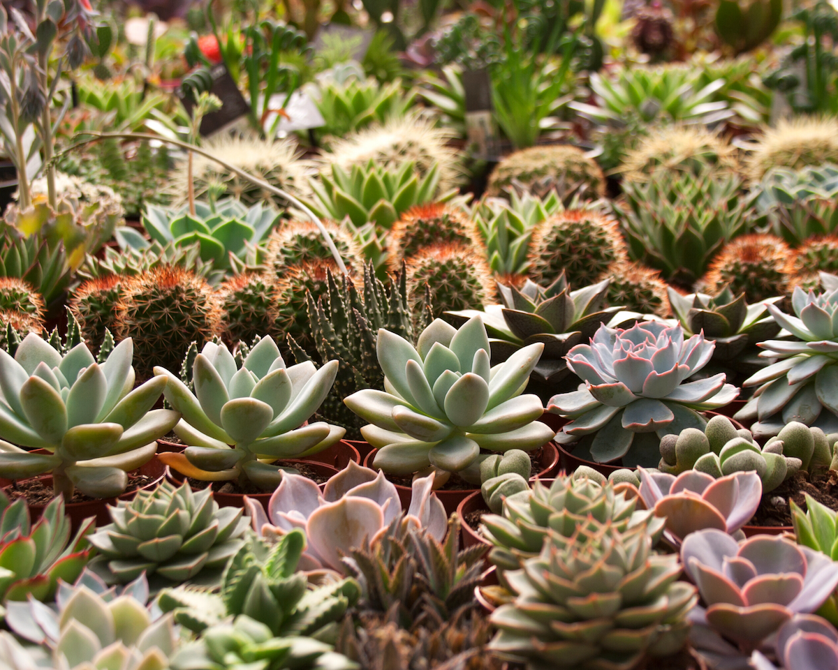 cactus & succulents