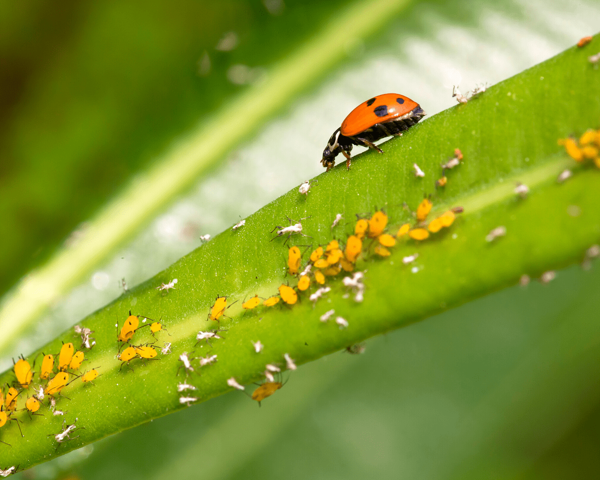 Lady bug and other pests on a plant
