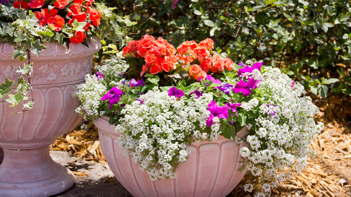for successful pots and container gardening in