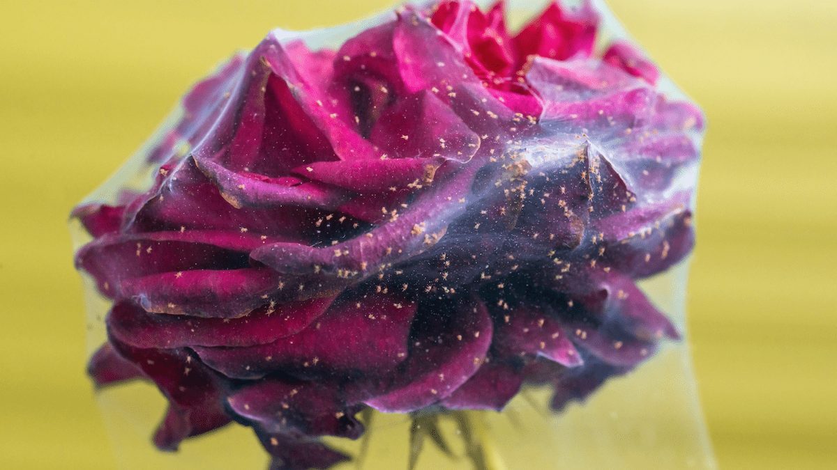 roses-spidermites