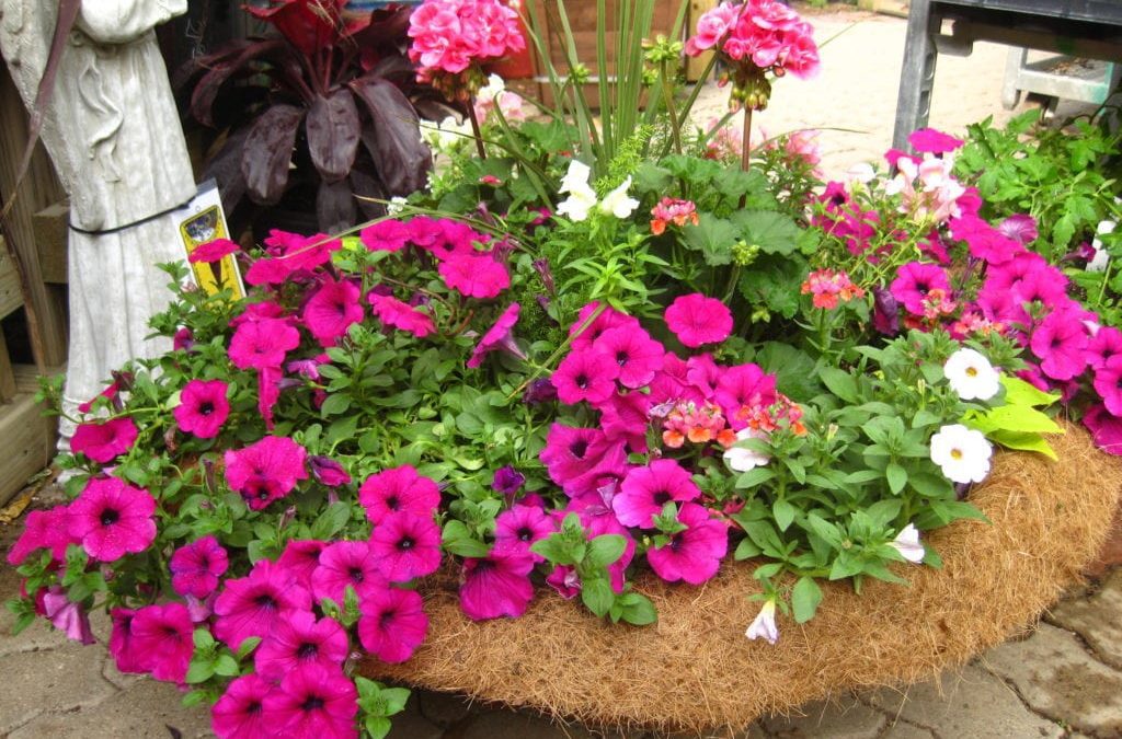 Hanging Basket at Rainbow Gardens