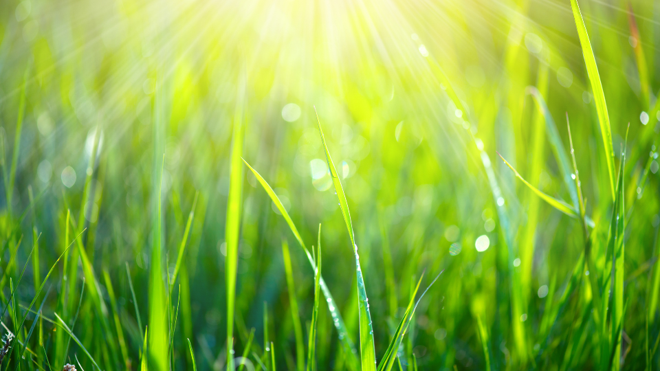 Spring Lawn Fertilization for Warm Weather Lawns