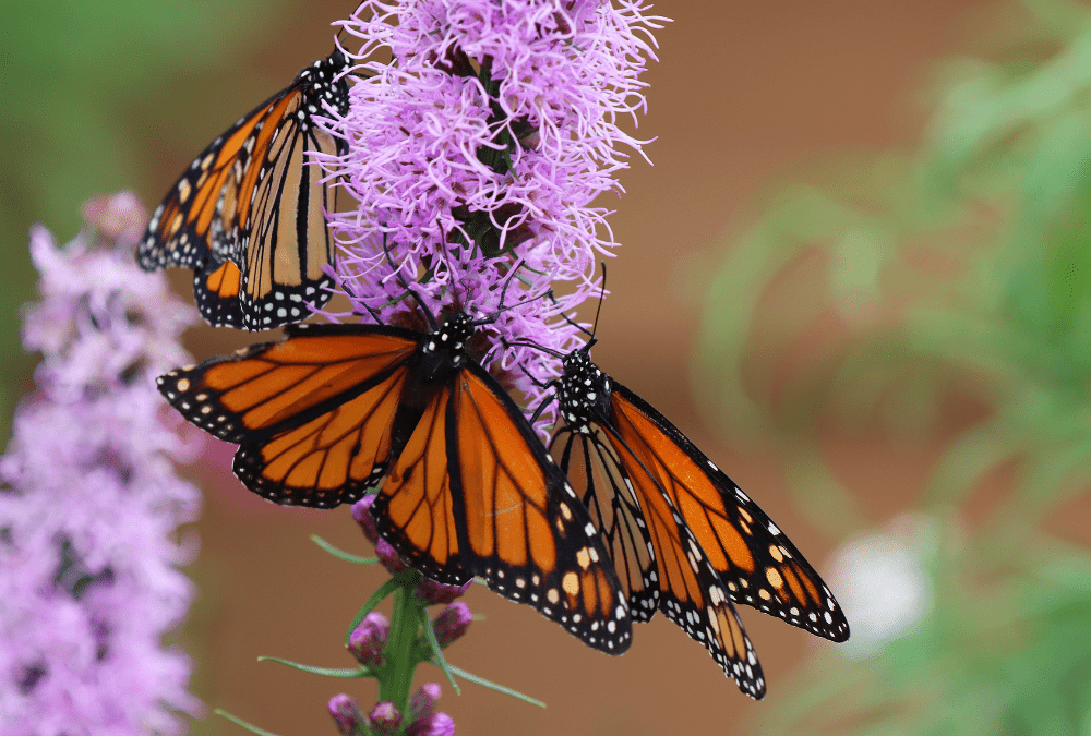 Gayfeather, Liatris spicata, with butterflies.