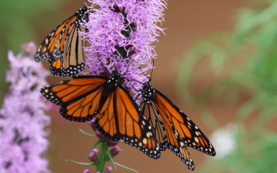 Gayfeather (Liatris spicata): A Pollinator-Attracting Perennial