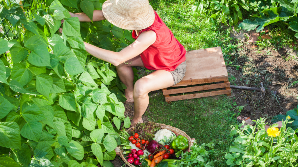 Tips for Growing Spring and Summer Vegetables in San Antonio