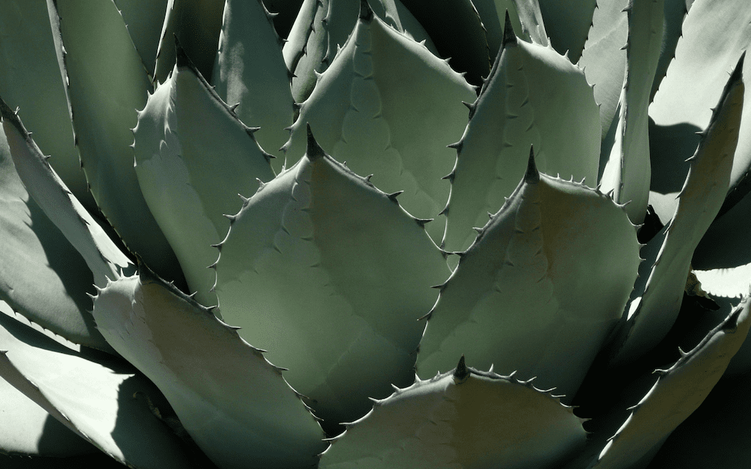 Desert specimen close up.