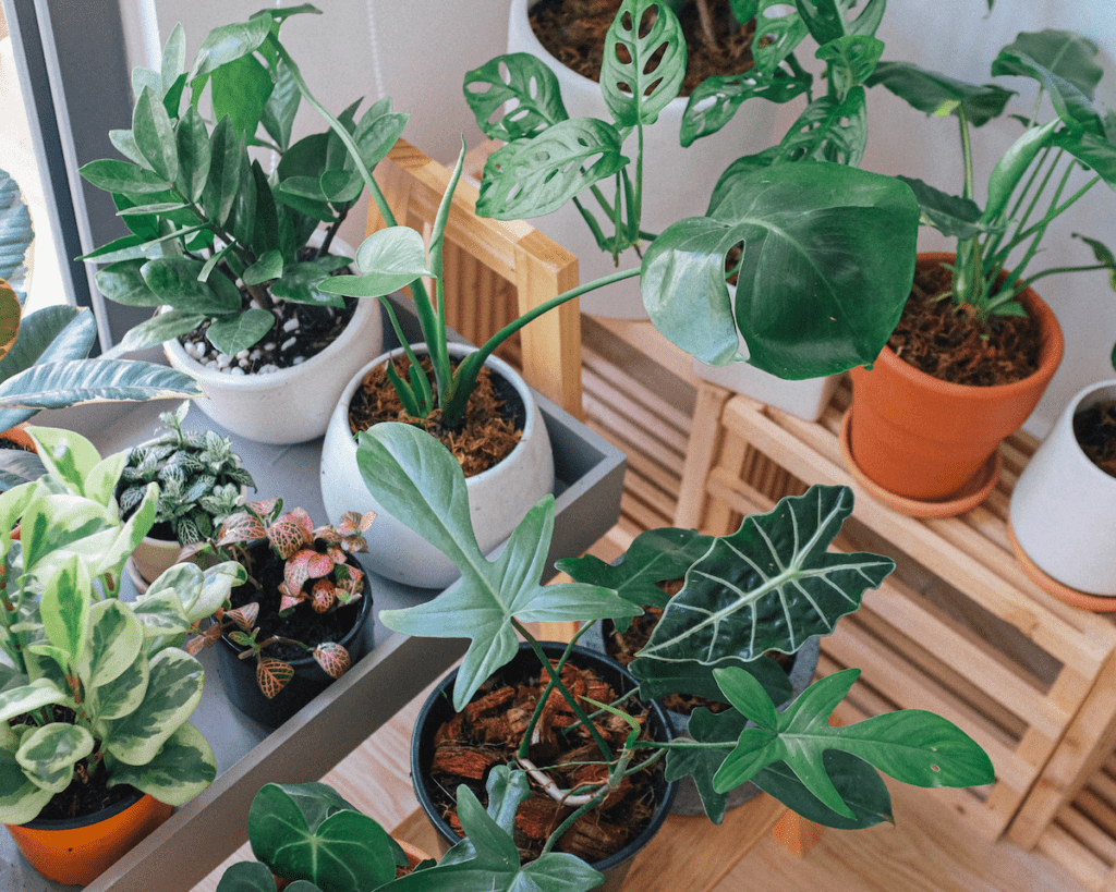 Houseplants