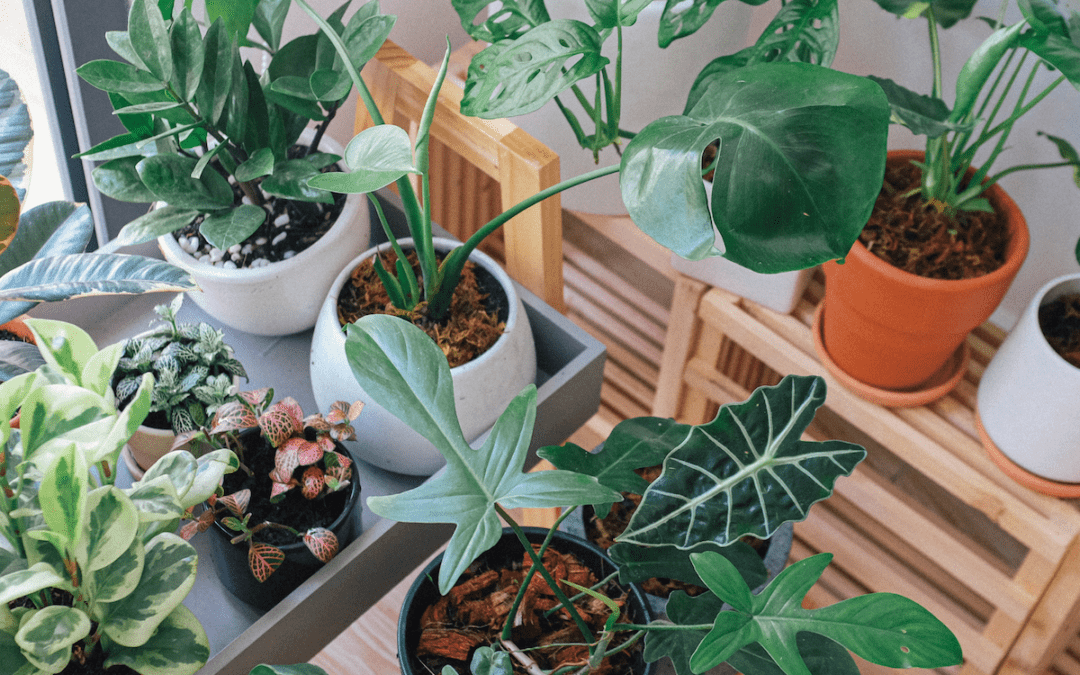 Houseplants: Winter Care Tips