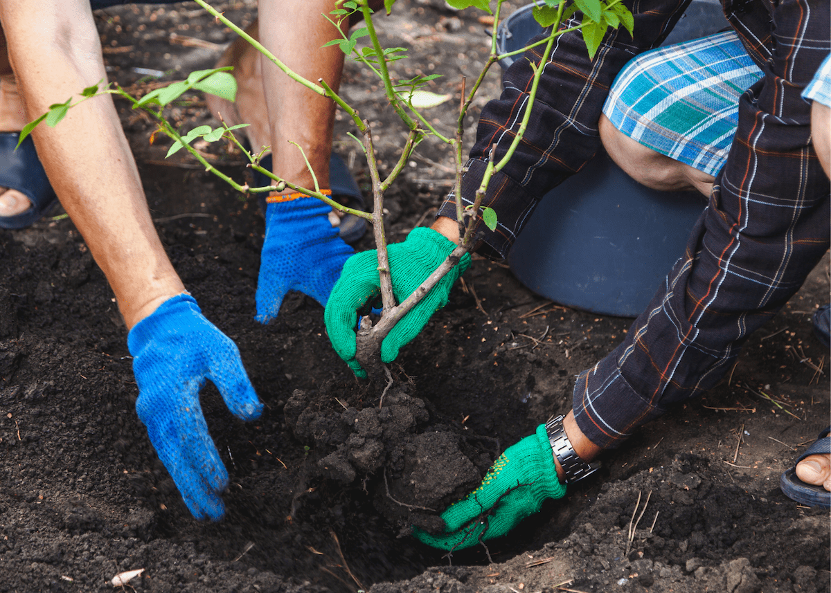 people planting a rose bush