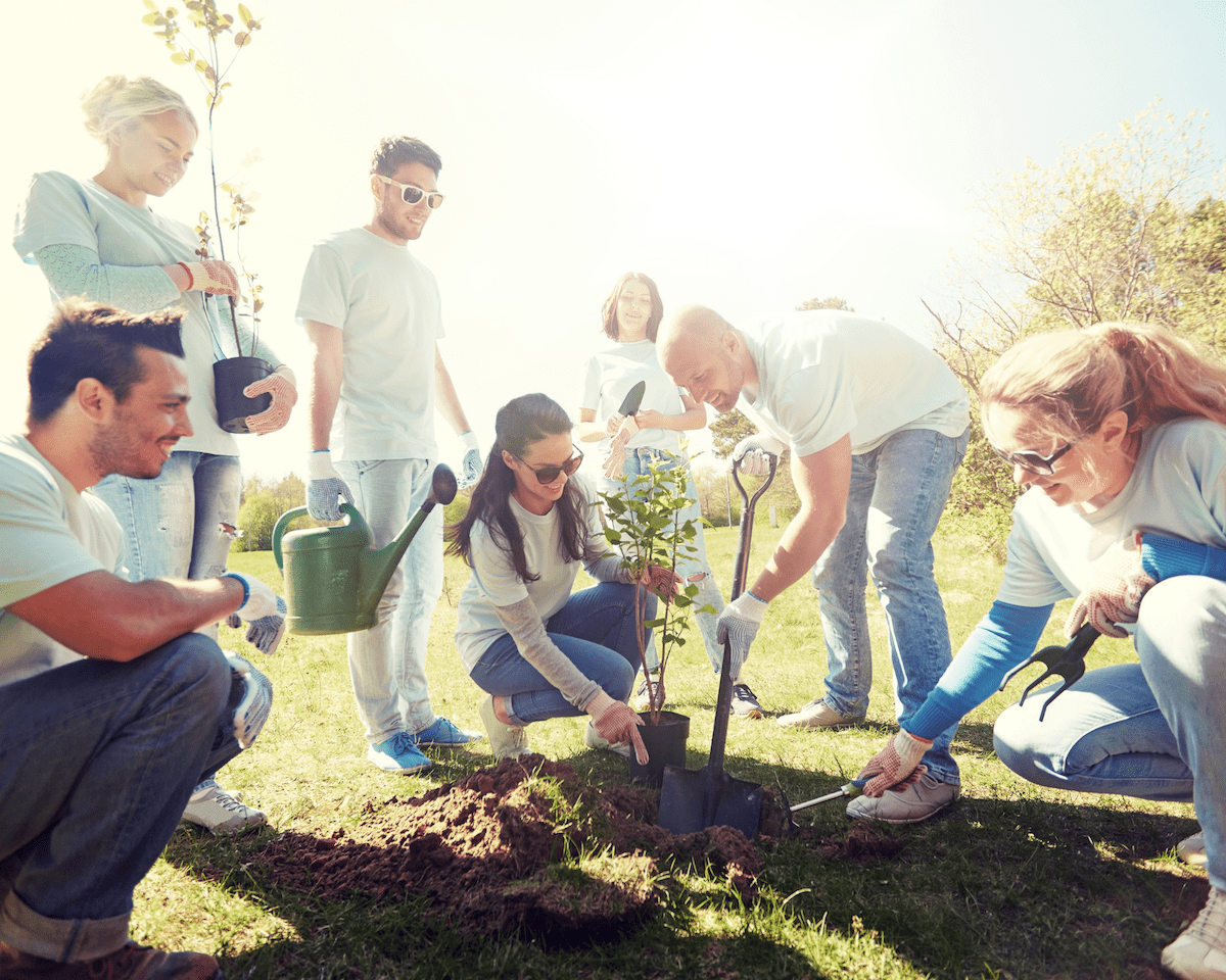 Group of people planting a Tree / Shrub