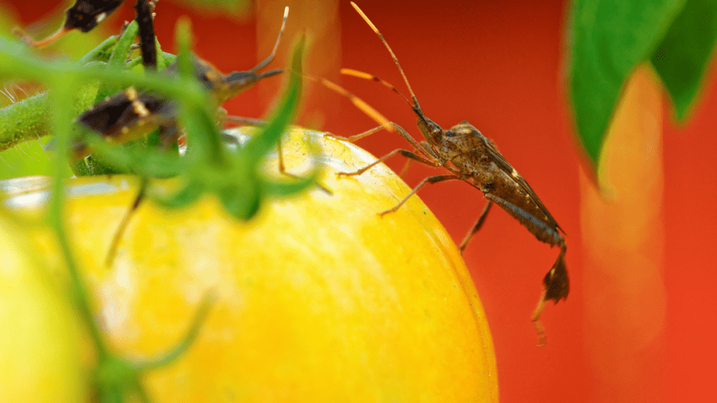 Leaf footed bug on vegetable.