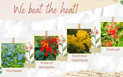 4 Heat Warrior Perennials for San Antonio Summers