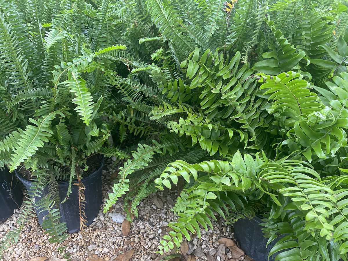 Part Shade Macho Ferns and Kimberly Queen Ferns in San Antonio