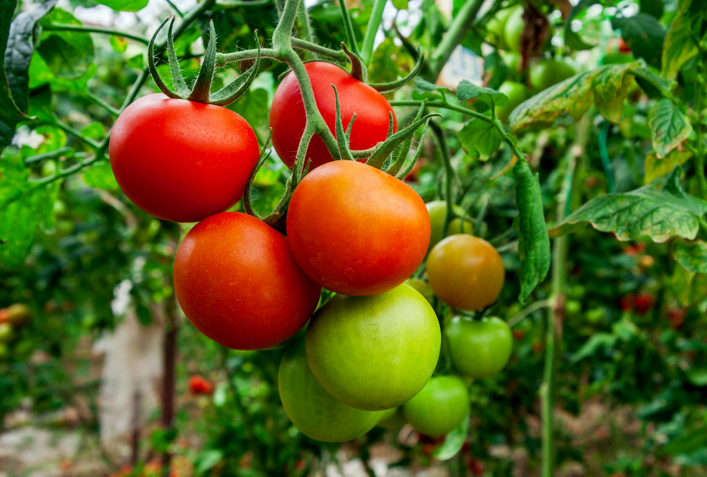 Rodeo tomatoes on the vine.