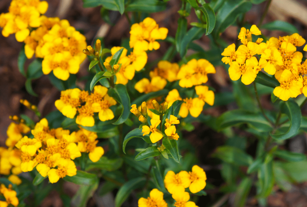 Yellow flowers.