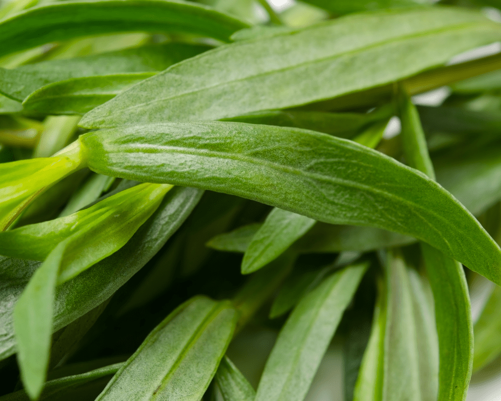 Mexican Mint Marigold leaves. 