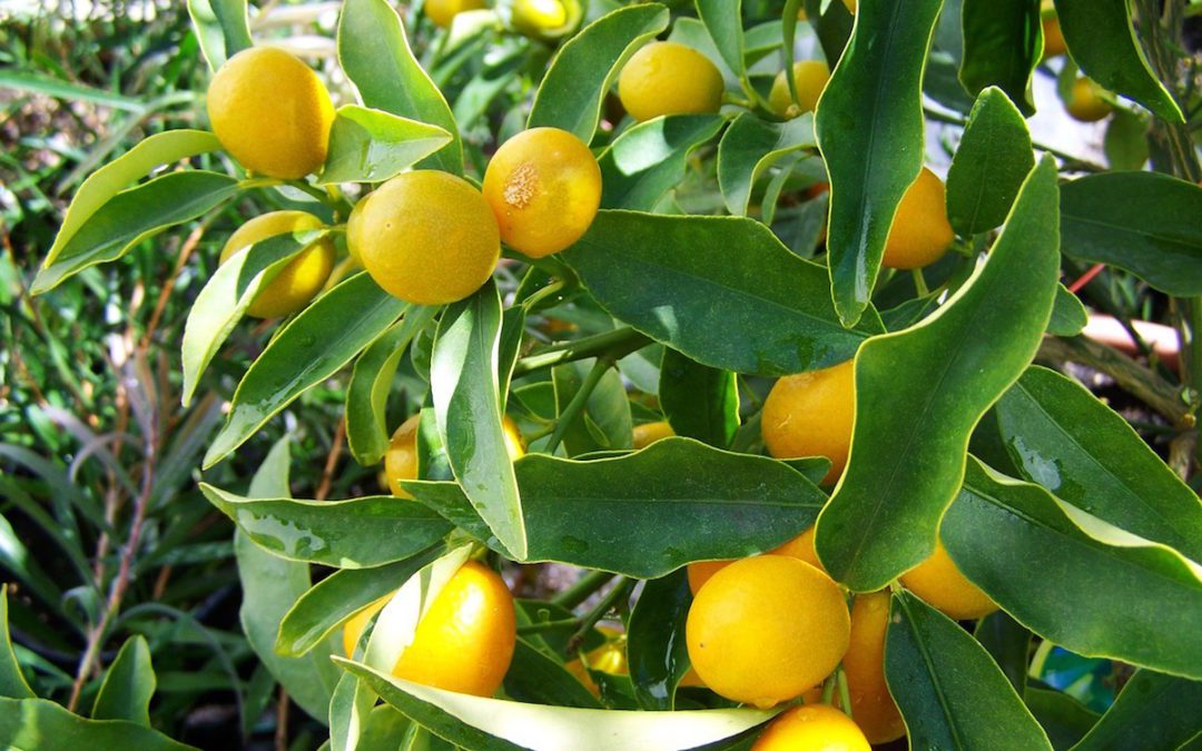 Improved Dwarf Meyer Lemon: Flying Dragon Rootstock is Key