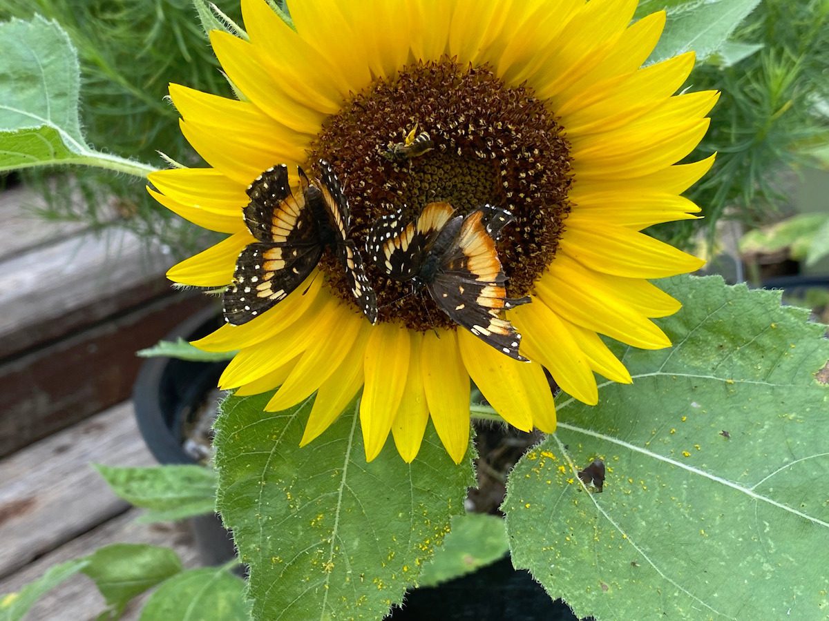 Butterfly, Bee, Bird Attracting Maximilian Perennial Sunflower