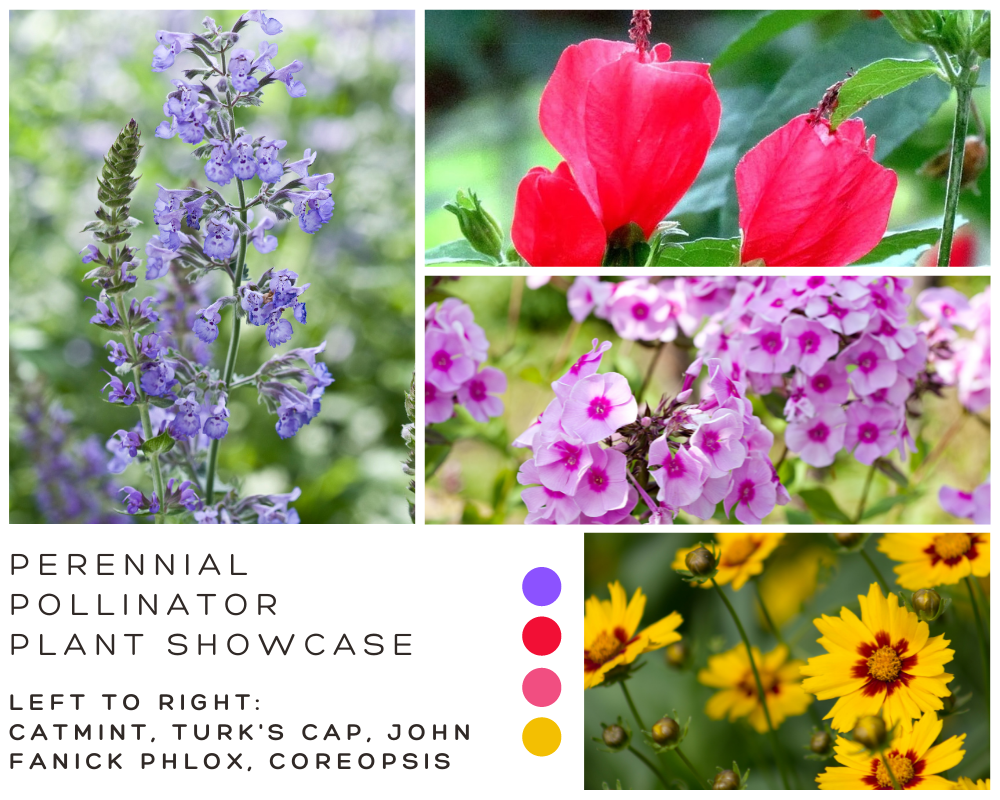List of four perennial pollinator plants for San Antonio