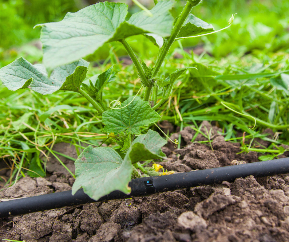 Drip Irrigation
