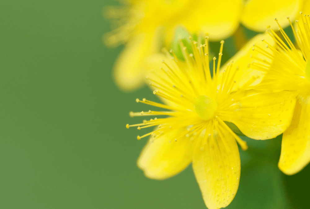 St. John’s Wort: A Low-Growing Landscape and Container Option