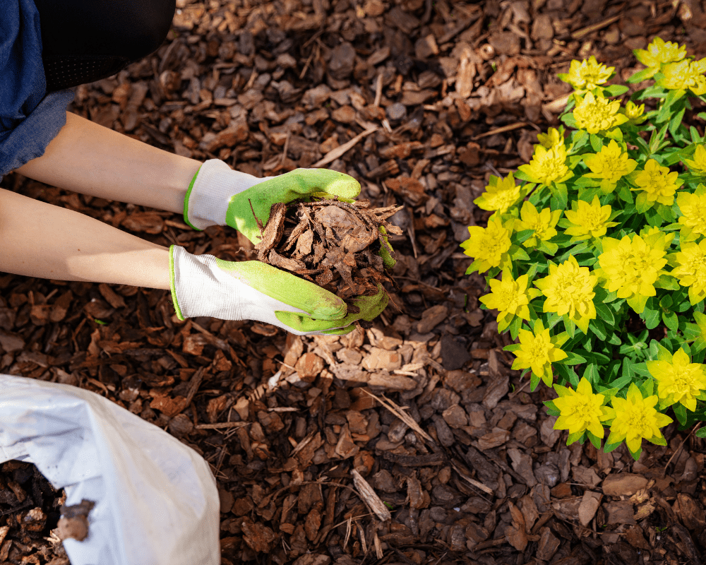 Mulch to protect plants from summer sun. 