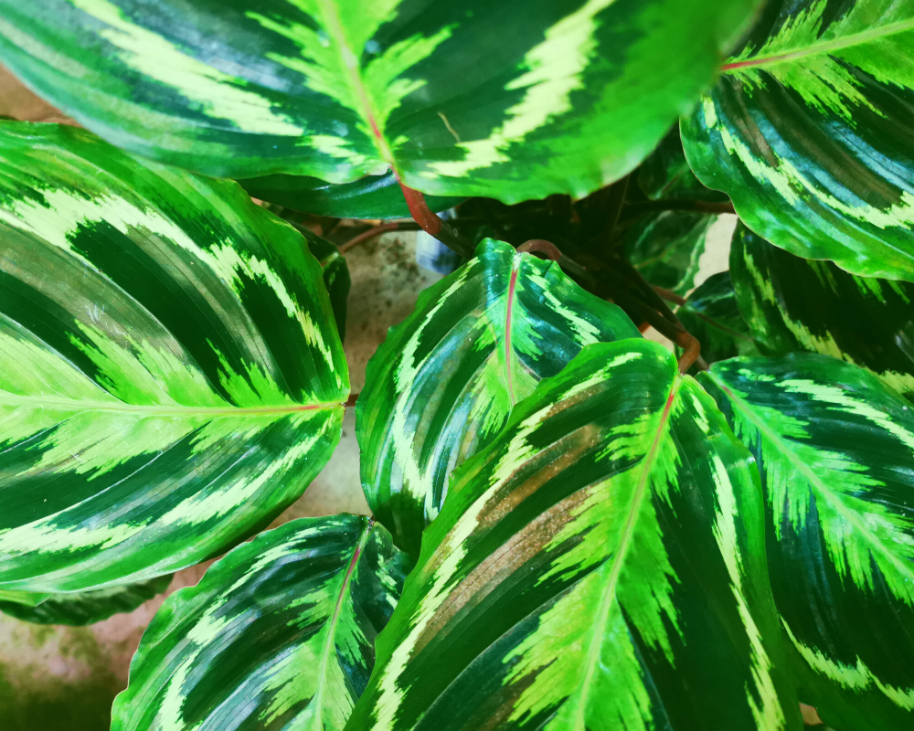 Winter care for houseplants