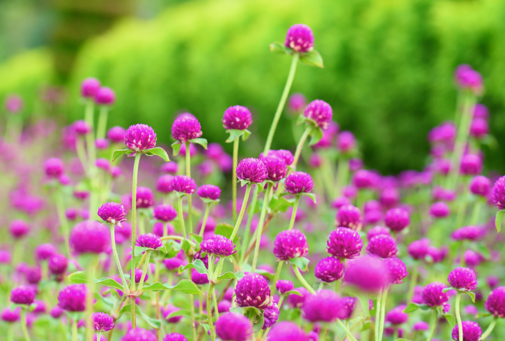Favorite Annuals by Blooming Season
