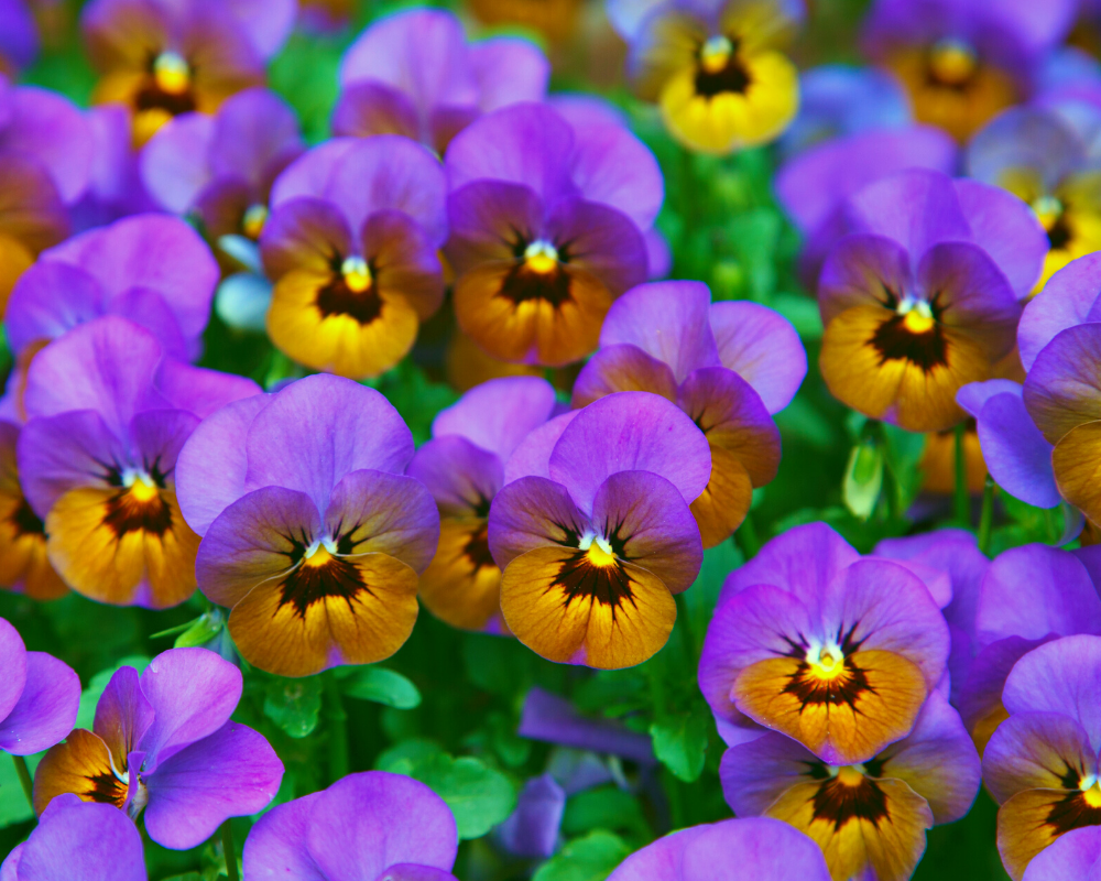 Violas or Johnny Jump Ups