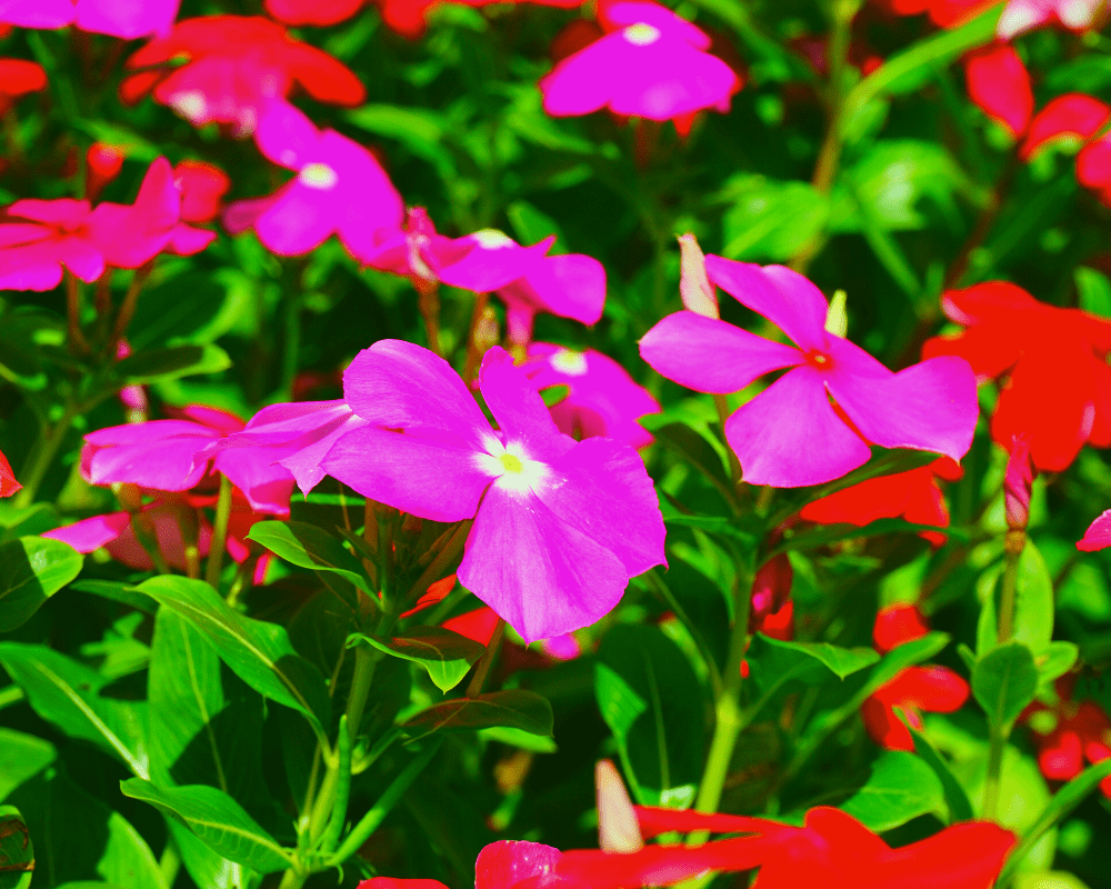 Vinca, summer annuals