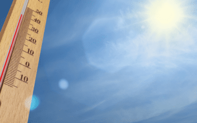 Here Comes The Sun: Summer Gardening Tips