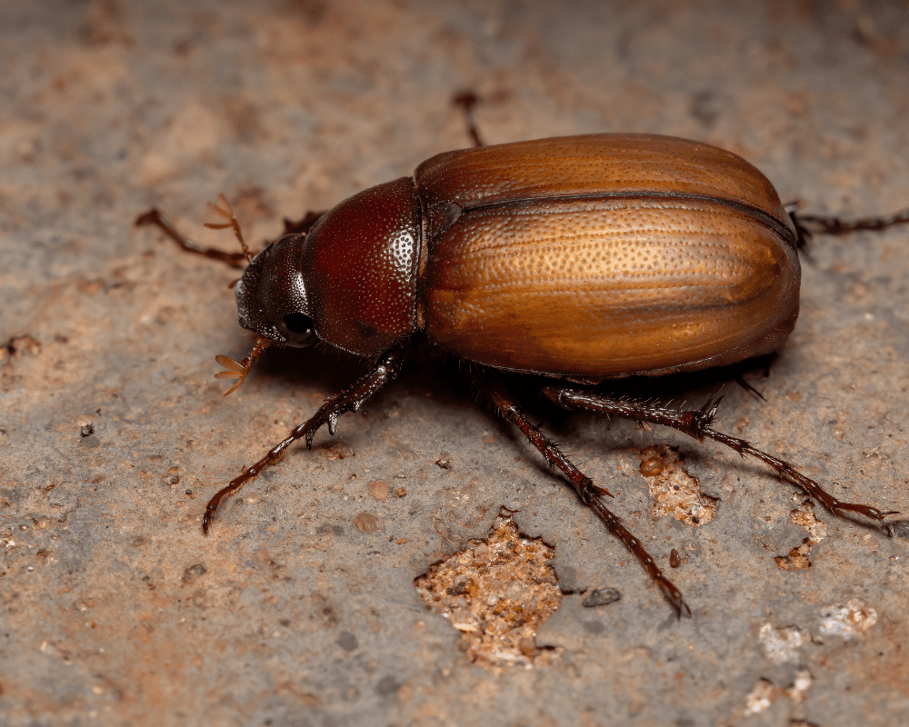 June Bugs arrive during the summer sun. 
