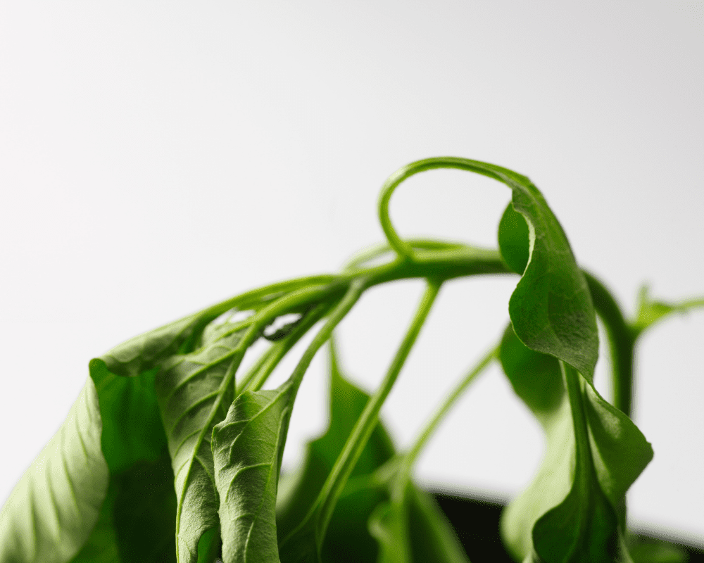 Plant wilted from summer sun